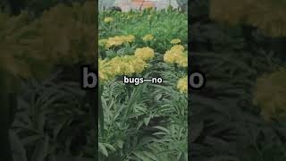 Why Marigolds Are Secret Garden Heroes!