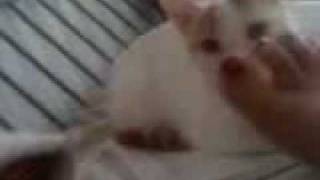 Kitty Foot Torture.3Gp