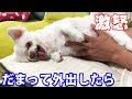 帰宅したら拗ねて怒っていた犬!でも怒った声が可愛かった-Dog who was angry when he came home! But angry voice was cute