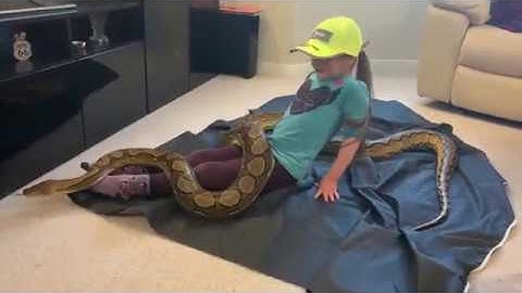 Children’s hands make the best pillows confirms Reticulated Python