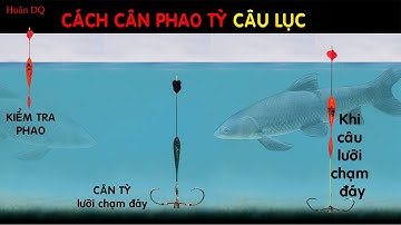 Hướng dẫn cân phao tì dương tì âm. trong câu lục.