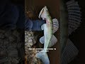 Копия - OSP Asura 925 - Почти сразу разловил судаком, шумный играет классно - с Алиэкспресс воблер