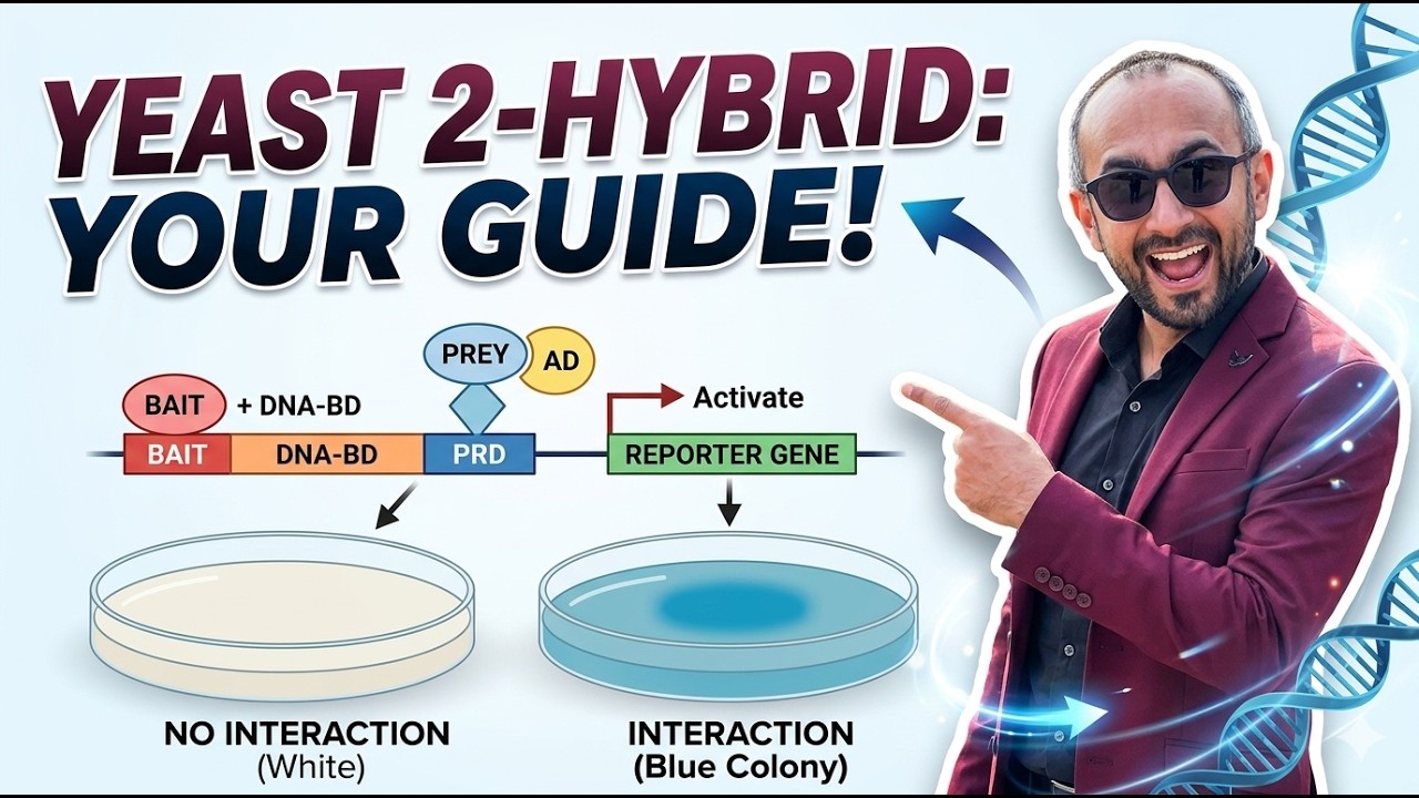 Yeast 2 Hybrid System | Protein-Protein Interactions | PENS#111