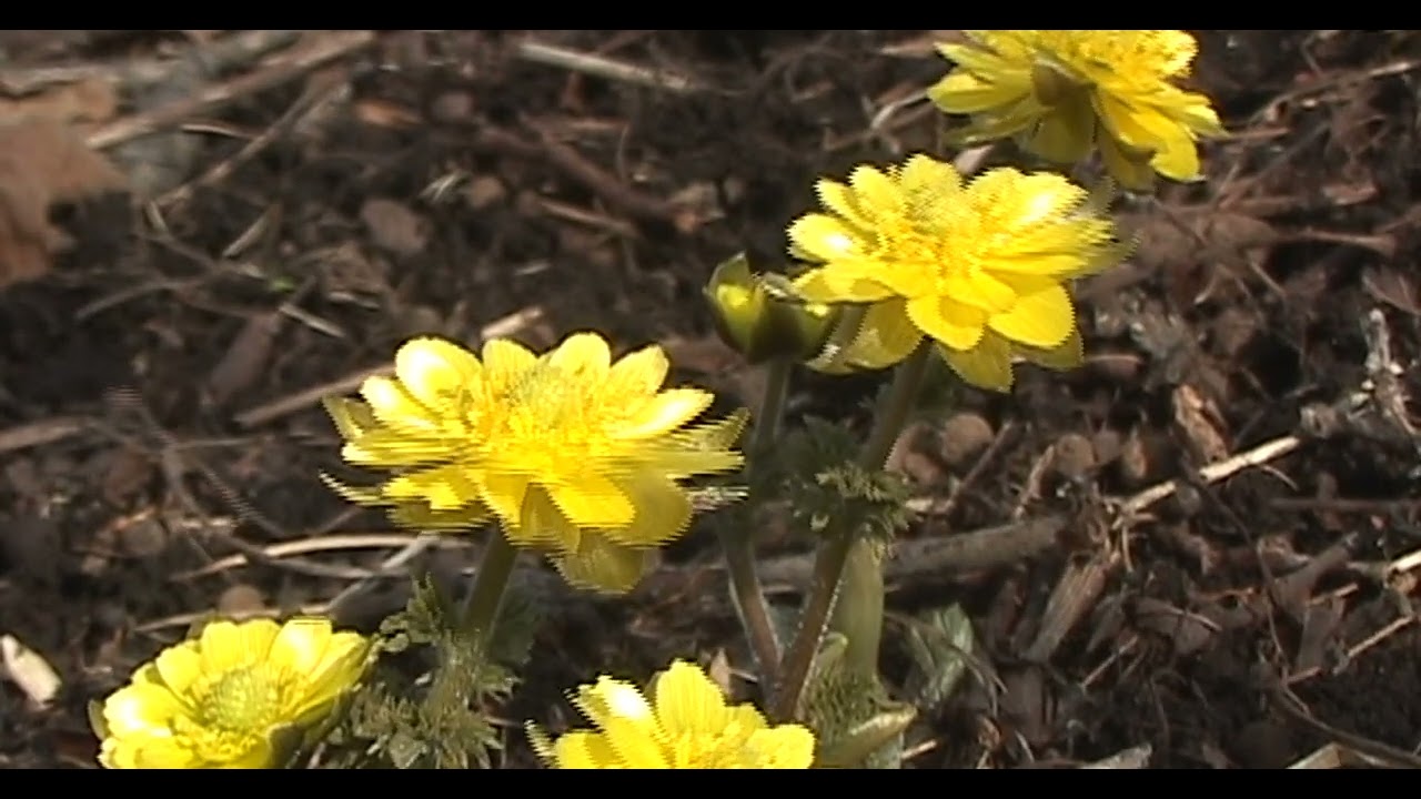 Горицвет Адонис 2