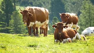 Mucizeli Ve Hikmetli Sanat-I Rabbâniye