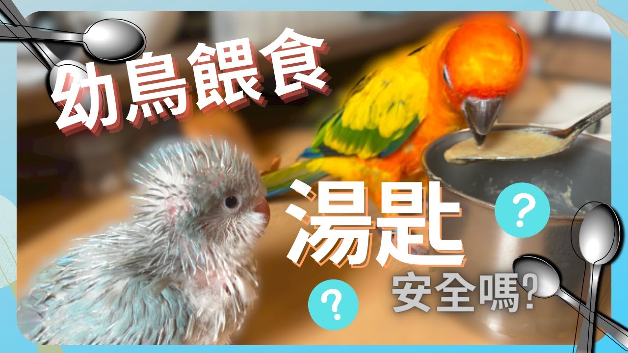 鸚鵡幼鳥餵食 湯匙真的安全嗎？ | 精鵡瘋雲
