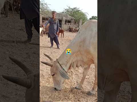 حياة البقرة مملة دخ كي بوهوت دخ هوا 
