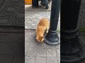 Allah yang maha akhir #cat #cats #catshorts #catlovers #catvideos #catmemes #kucing #animals #kitten