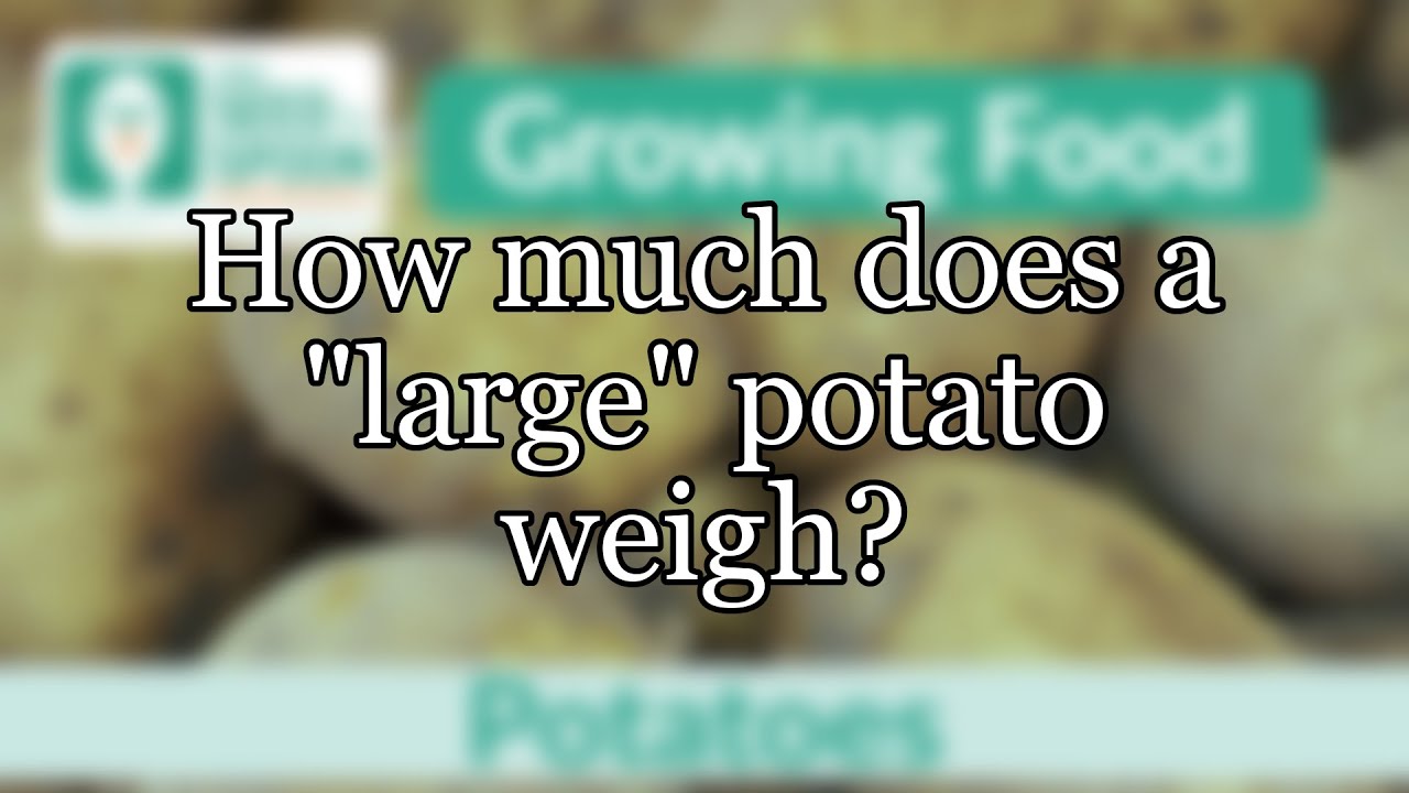 How much does a "large" potato weigh? YouTube