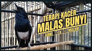Suara Burung Kacer Bikin Lawan Emosi Gacor, Pancingan Kacer Agar Cepat Emosi Gacor