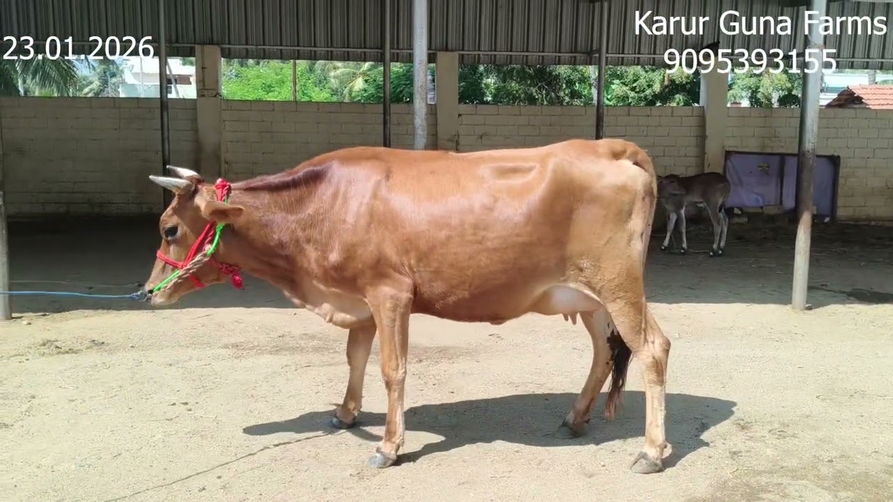 விற்பனைக்கு மூன்று ஜெர்சி கிடாரி இன்றைய பதிவு.