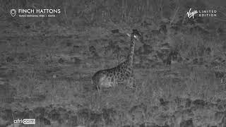 Giraffe Sits in the Dark at Finch Hattons