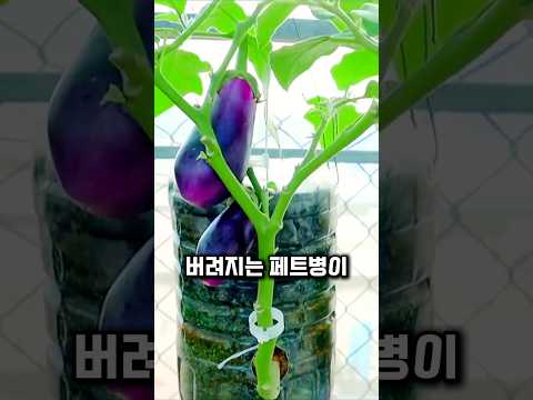 페트병 하나로 집에서 텃밭을 만드는 천재적인 방법