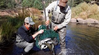 Stocking Day at Rainbow Falls Mountain Trout Sept 2016