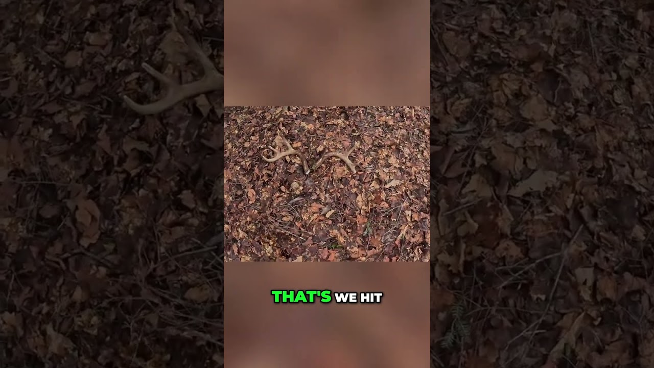 Finding Deer Antlers Under Pine Trees: Unexpected & Amazing! #shorts