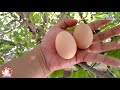 cómo identificar si hay un gallo o gallina desde el huevo 💡✨