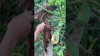 Pohon Pepaya Yang Sudah Lapuk