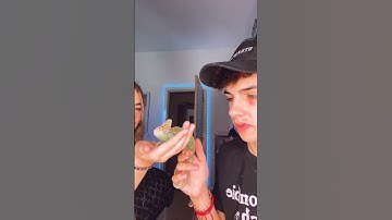 Kyle Thomas 💙 introducing my friend to my chameleon 😳😳 #kylethomas #shorts