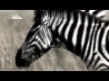 Video thumbnail for Eleve - Zebra (Tresor.094 Headquarters)