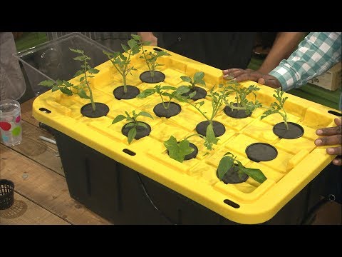 ⁣Building an Inexpensive Hydroponics/Aeroponics System