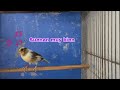 Canarios cantando, cámara oculta en el aviario