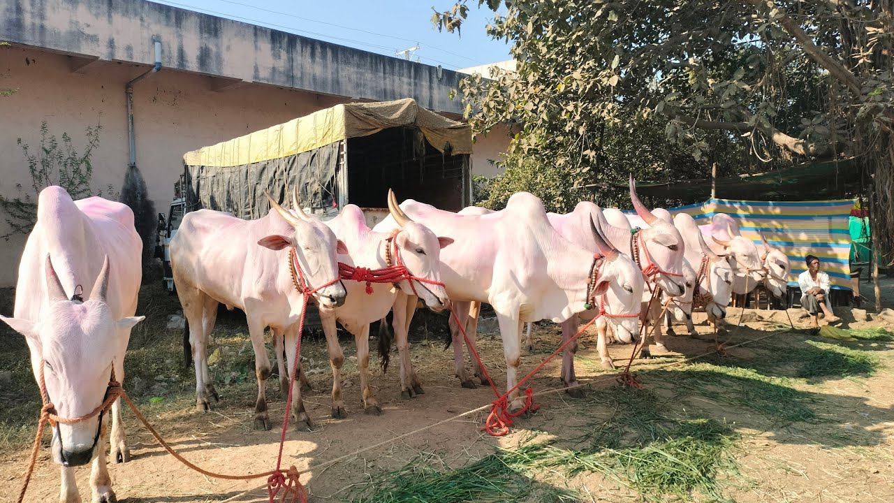 मुका शेतकरी बैल नेण्यासाठी बोधेगाव बैल बाजार मध्ये आला होता. #shetkari_mitra_nb 