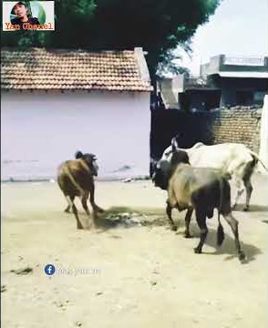 Sapi jatuh seng tak sayang ilang story' lucu