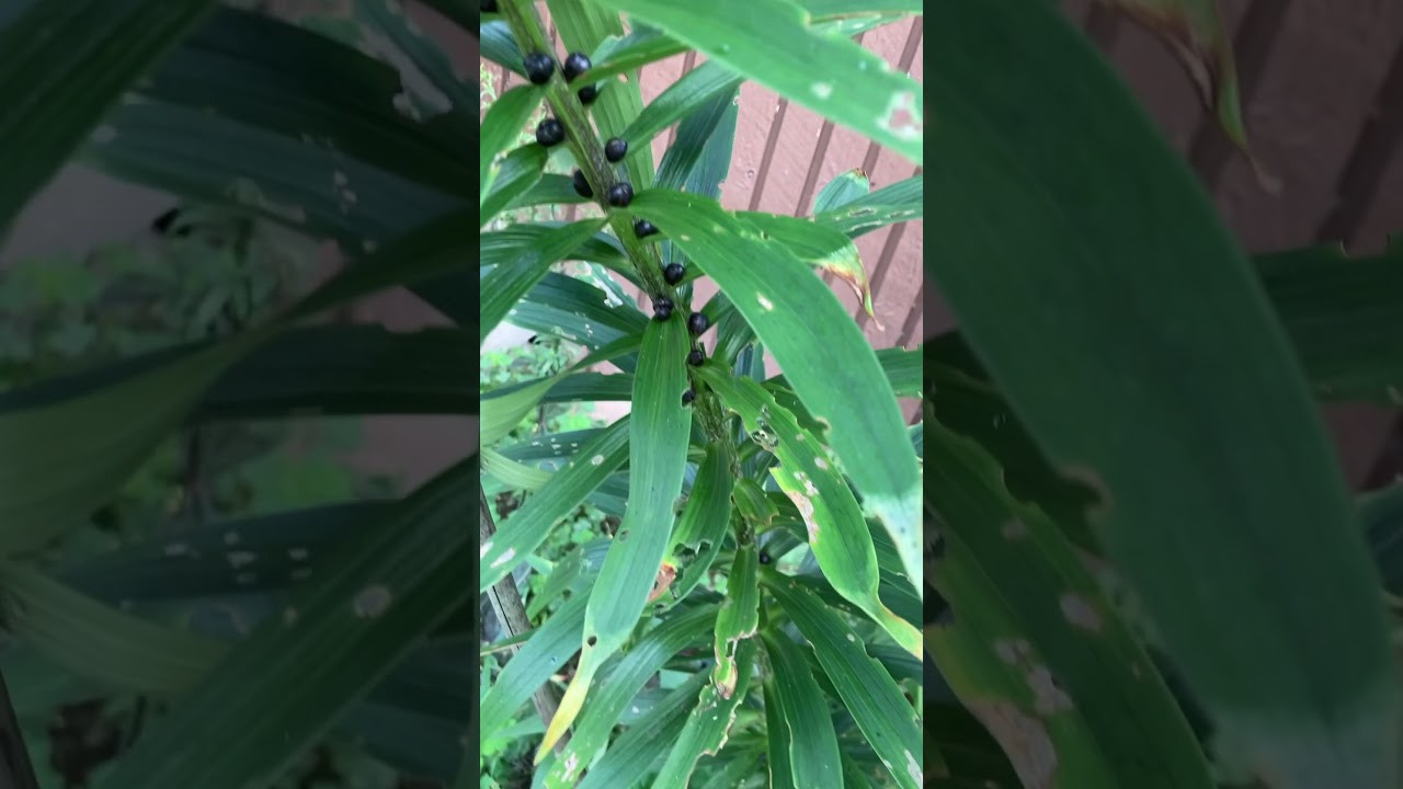 Seed pods on Turk’s caps lily stems