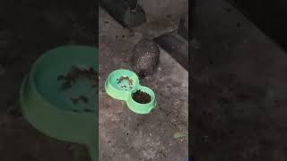 Большой ёжик точно выжил в потоп. The big hedgehog definitely survived the flood