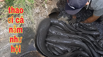 BẮT CÁ CẠN THEO ĐƯỜNG NƯỚC RUỘNG KHÔNG NGỜ CÁ NHIỀU GHÊ |Phúc TV 84/catch fish