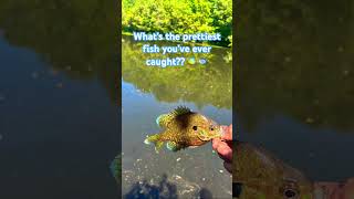 Gotta be the Pumpkingill hybrids 😮💨🔥 #fish #fishing #colors #pretty #jesus #fypシ #fyp #viral