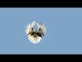 Pigeons Serpasto (Clip 5) / Голуби Серпастые (Клип 5)