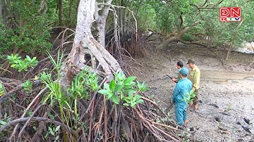 Nỗ lực bảo vệ rừng ngập mặn