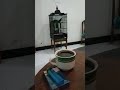 menikmati kicauan cucak Rowo di pagi hari 👍
