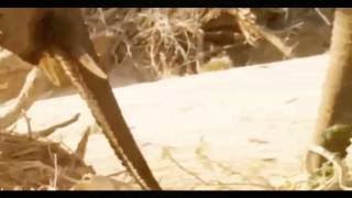 Animals Documentary: Whats Most Amazing Animals Shap Lions Documentary Film (TV Genre)