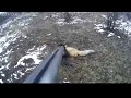 Охота с ягдтерьером , норная охота на лису, Hunting with a toy terrier