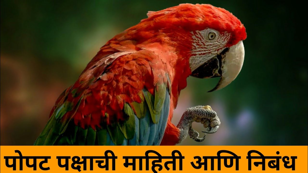 essay on parrot bird in marathi