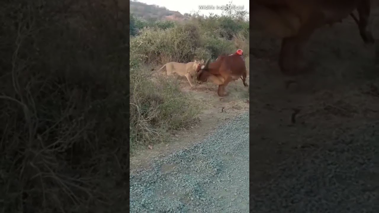Lion Attack on Cow. Gir National Park, Gujrat. #shorts