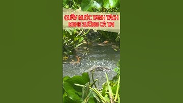 Câu Cá Rô Đồng - Con Cá Trê Quẫy Nước Tanh Tách Nghe Sướng Cả Tai #28 - Hoàng Trúc fishing #shorts