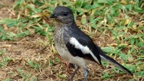 TIẾNG CHIM CHÍCH CHÒE THAN LUYỆN GIỌNG CHIM NON, KÍCH BỔI SUNG MÁU, CĂNG LỬA-FILE ĐI BẪY HIỆU QUẢ