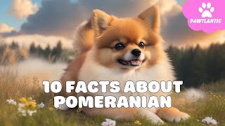 10 Important Facts about Pomeranian Every New Mom Should Know | Dog Facts