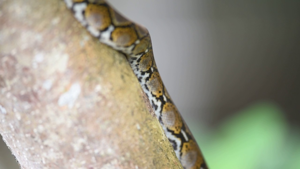 Juvenile Reticulated Python, Pulau Tioman (Part2) - YouTube