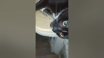 Becca the 😺would only allow herself to be filmed riding the chair lift for another taste of catnip !