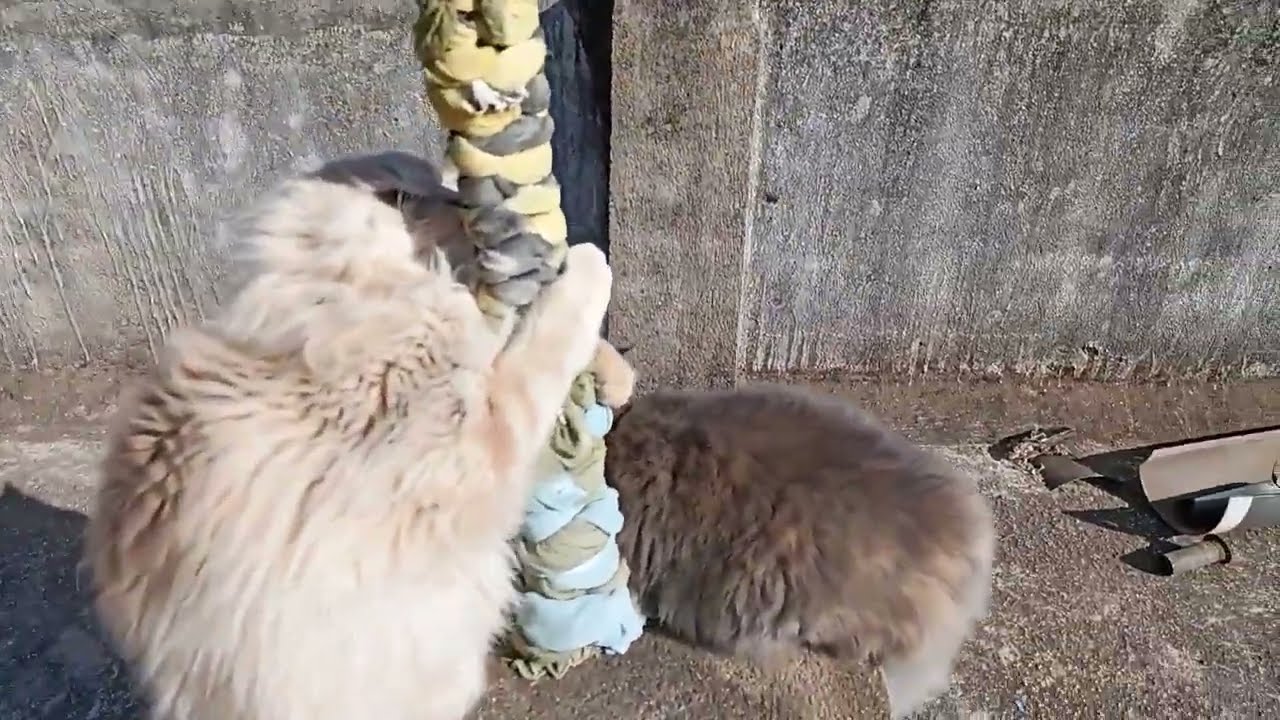 Discover Eliff's Playtime with Elsa ||Eliff elsa the persian cats