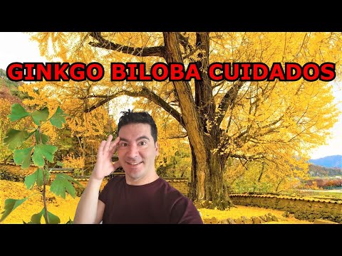 Video: Beneficios del ginkgo biloba: consejos para cultivar árboles de ginkgo
