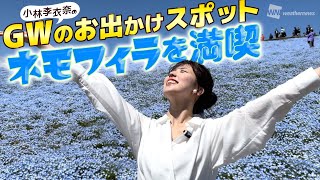 【絶景】GW大人気お出かけスポット・ネモフィラを満喫さんぽ〜小林李衣奈〜 国営ひたち海浜公園