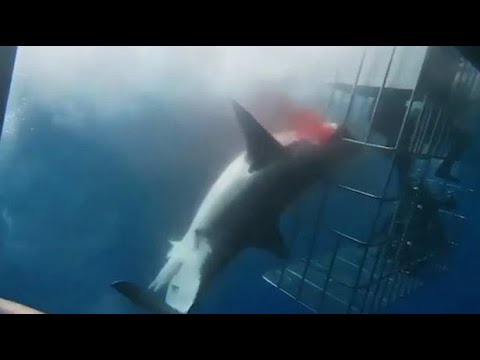 Great white shark dies after lunging at divers in cage and getting trapped| CCTV English