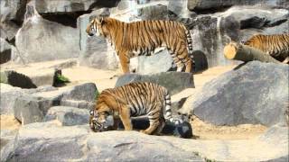 Hinterindische Tiger auf der Freianlage.wmv