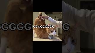 One Last Breath - Creed - Cat Edition