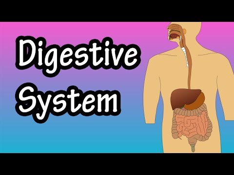 What Is The Digestive System - How The Digestive System Works - Digestive System Function